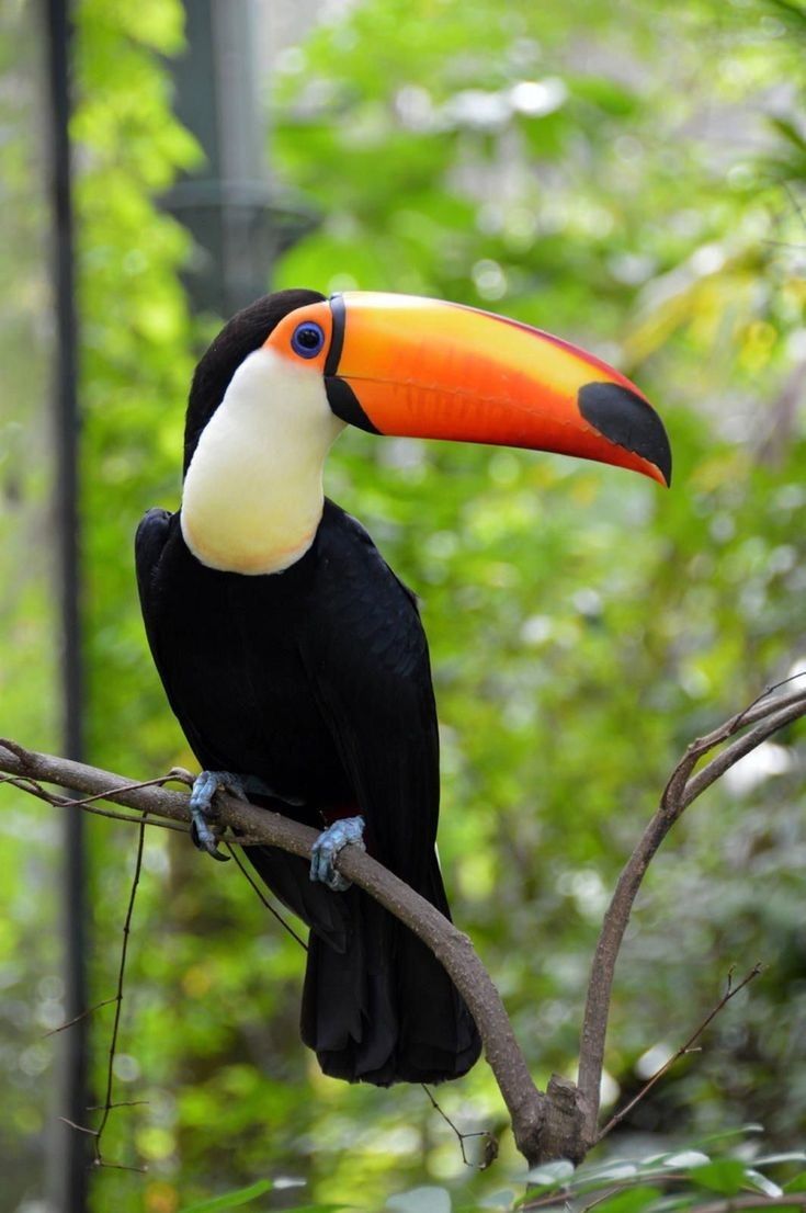 Bird Watching Safari