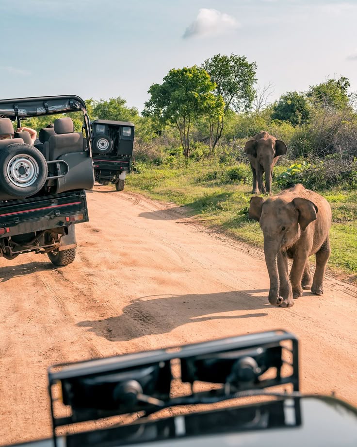 Safari Vehicle Encounters: When Wildlife Rules the Road