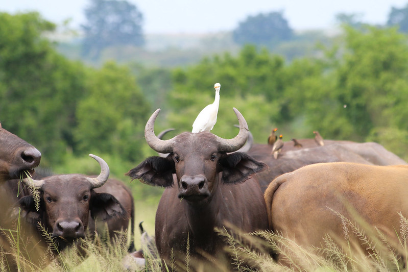 Buffalo Herds: Understanding Africa's Most Dangerous Game