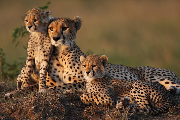 Cheetah Family Tracking