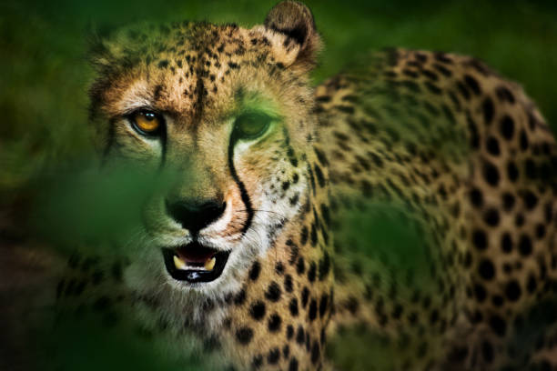 Serengeti Waterhole Safari background 3