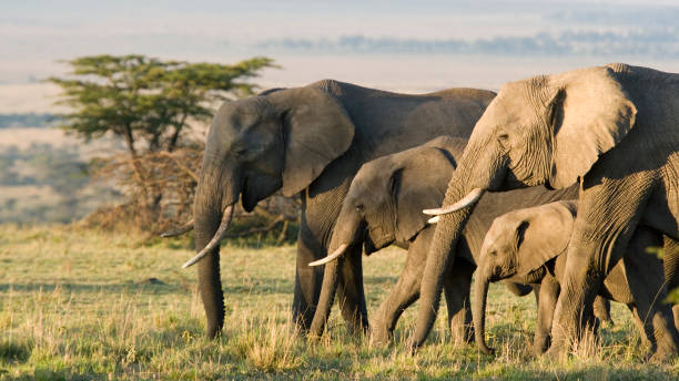 Serengeti Waterhole Safari background 2
