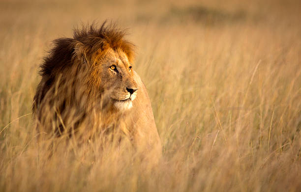 South Africa wildlife