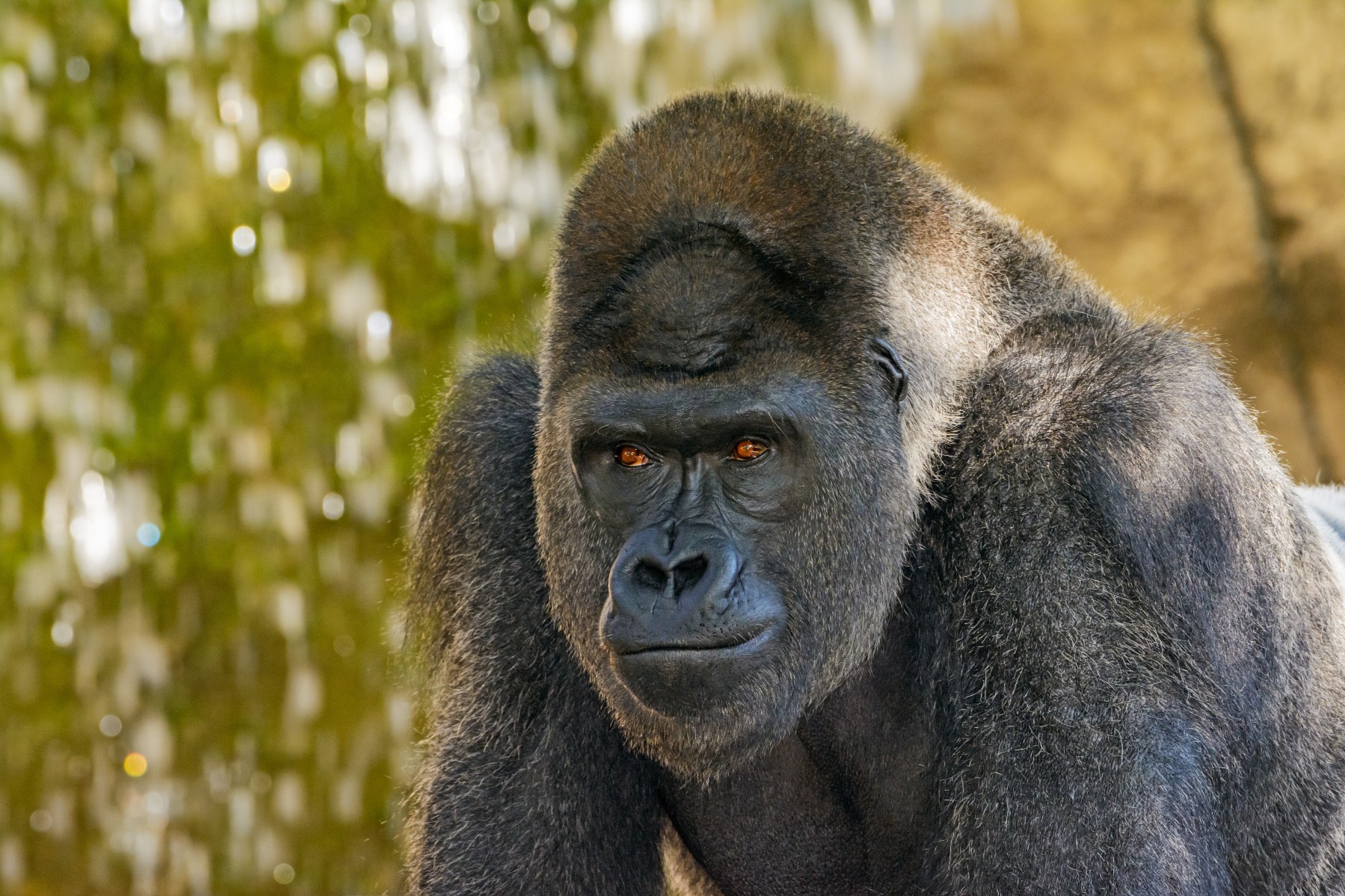 Congo wildlife