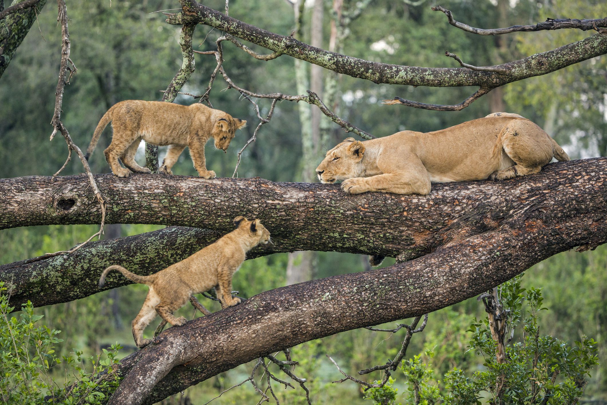 Tree-Climbing Lions: Lake Manyara's Unique Phenomenon