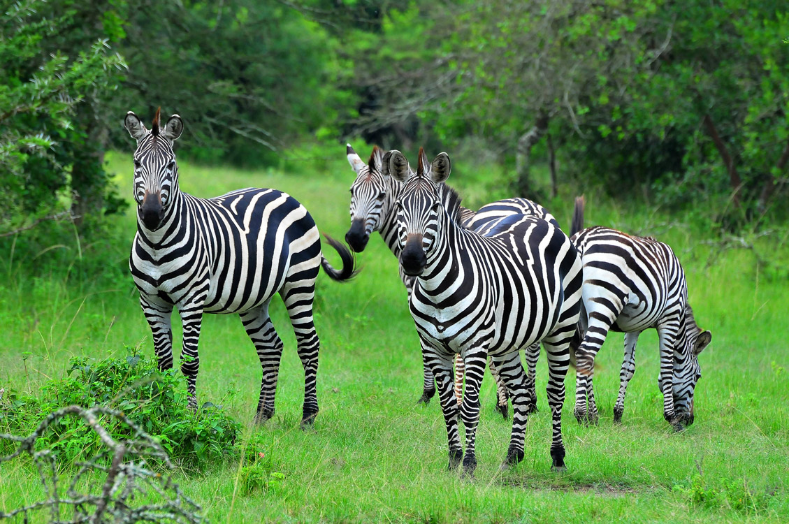 Namibia wildlife